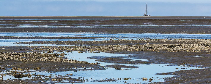 Foto van een Japanse oesterbank op de Engelsmanplaat in de Waddenzee met op de achtergrond de klipper Najada.